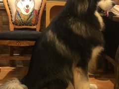 -more than meow吴止猫主题餐厅(承德 中船汇店)