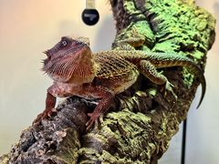 -酷以爬仙阁实体爬宠店·守宫·蜥蜴·专业繁育