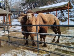 -大连森林动物园