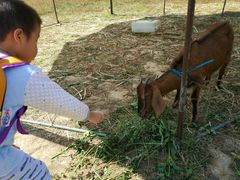 游乐设施-盈香心动乐园