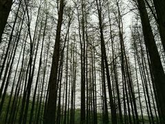 -昆山城市生态森林公园