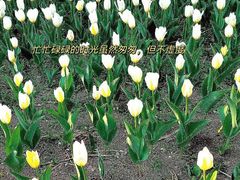 -长春公园(普阳街道)