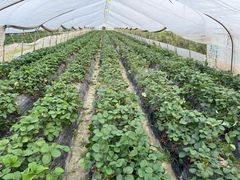 -小鱼草莓采摘园农家乐·小鱼餐厅