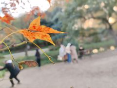 -上海共青森林公园