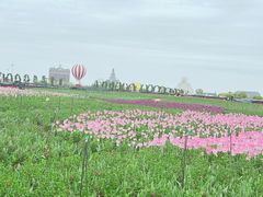 -荷兰花海