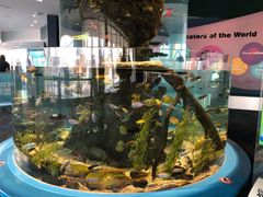-瑞普利水族馆