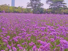 -深圳湾公园(南山区)