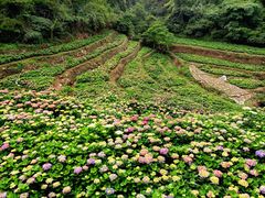 -鼓岭旅游度假区