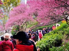 -重庆彩云湖湿地公园