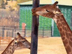 -鄂尔多斯野生动物园