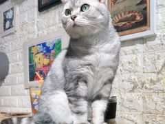 -平行世界·猫咖(首经贸店)