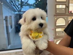 -翊宠yipet猫狗购宠庄园犬舍•猫舍