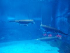 -烟台海昌鲸鲨海洋公园