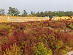 -天津东丽湖风景区