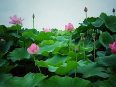 -荷塘月色湿地公园·向阳花洲