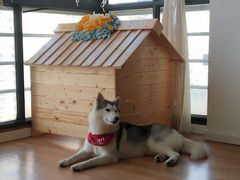 -Husky Go! 哈士奇体验馆·宠物咖啡厅狗咖