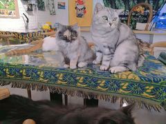 -平行世界·猫咖(首经贸店)