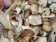 -杨记山珍鸡煲菌汤锅