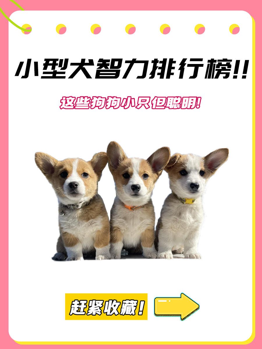 小型宠物狗中智商排行