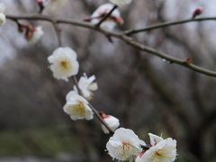 -香雪海