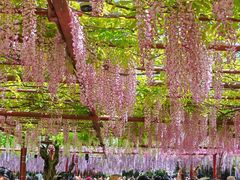 -嘉定紫藤园