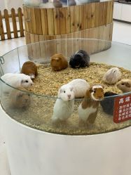 -Moni星球萌宠·小马宝莉·灵蛇·高端高阶全萌宠互动体验俱乐部(红豆国际广场店)
