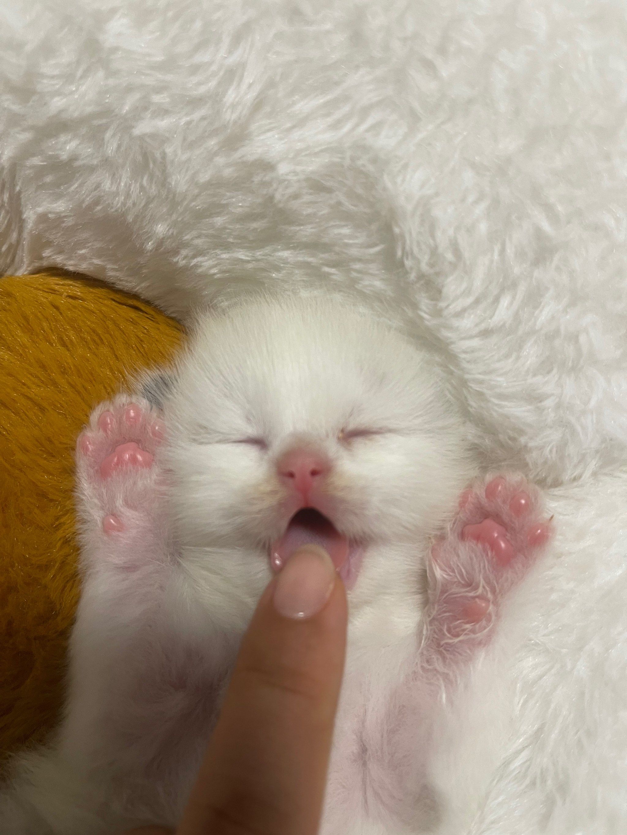 呼呼大睡的萌喵球