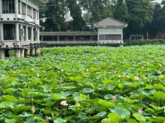-荔湾湖公园