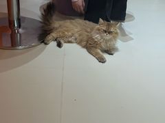 -三花喵·撸猫购宠·宠物生活馆(虹桥南丰城店)