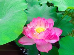 -陈家山荷花公园