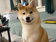 -瑞派福兴宠物医院犬猫全科·骨科·中西医结合(河东店)