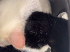 -瑞派康怡24h宠物医院·犬猫医疗中心·微创绝育(瑞景分院)