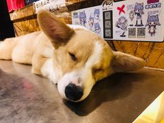 -more than meow吴止猫主题餐厅(承德 中船汇店)