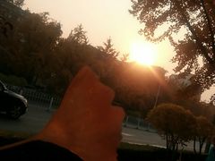 -三里屯东五街银杏大道