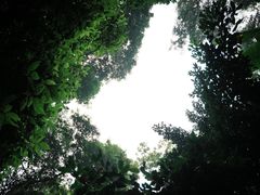 -西双版纳原始森林公园