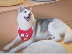 -Husky Go! 哈士奇体验馆·宠物咖啡厅狗咖