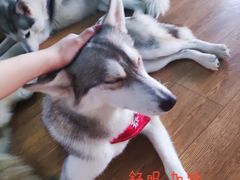 -Husky Go! 哈士奇体验馆·宠物咖啡厅狗咖