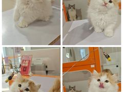 -三花喵·撸猫购宠·宠物生活馆(虹桥南丰城店)