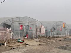 -喜杨洋草莓采摘园