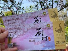 -顾村公园