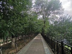 -桃花堤公园