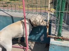 -趣玩宠物乐园寄养训犬训狗游泳池