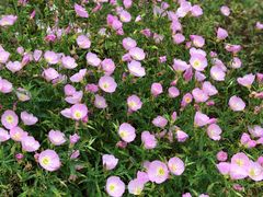 -贵阳市花溪国家城市湿地公园