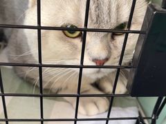 -瑞派宠物医院·犬猫全科·猫友好(宾水西道店)