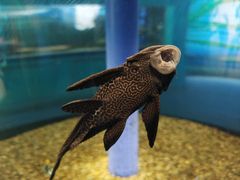 -沙沙哗啦海洋馆(华宇百花谷店)