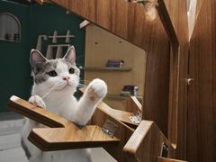 -飞行喵MR PILOT|猫舍·猫咖(静安大融城店)