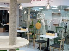 -喵园·猫主题咖啡厅·撸猫·猫咖(国贸店)