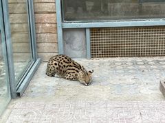 -西霞口神雕山野生动物世界