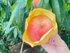 -南汇水蜜桃采摘(大团店)