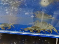 -阳澄湖大闸蟹·琼灵阁牌品牌连锁(吴中总店)